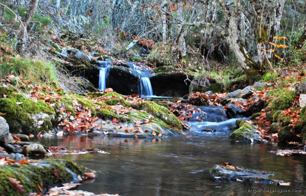 Durius Aquae, Arlanzón en Pineda de la Sierra Durius Aquae, Arlanzón en Pineda de la Sierra