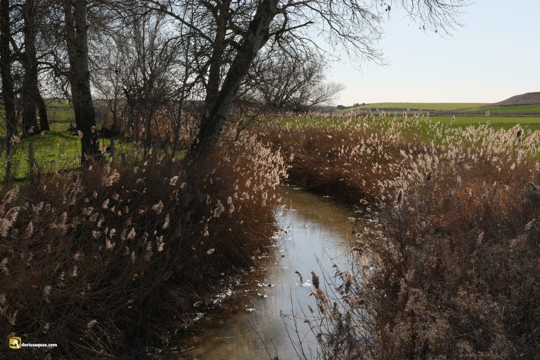 Durius Aquae, río Hornija en Villalar