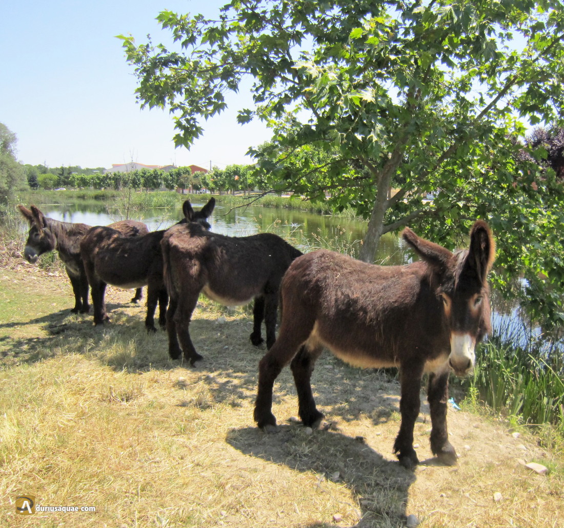 Durius Aquae: burros zamoranos pastando en Santa Croya