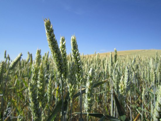 Durius Aquae: espigas en Zaratán