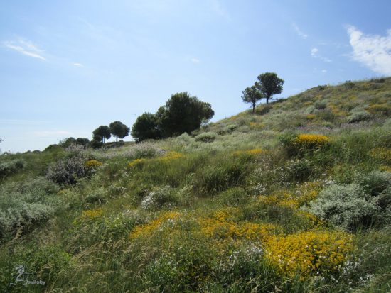 Torozos en Villanubla