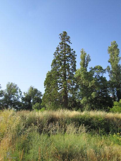 Cistérniga, sequoya junto al Pisuerga