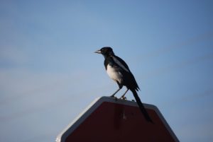 Durius Aquae, la marica