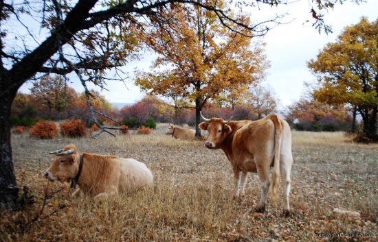 Villasur de los Herreros