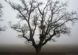 Nogales junto al Duero, Torrecilla de la Abadesa