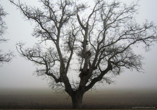 Nogales junto al Duero, Torrecilla de la Abadesa
