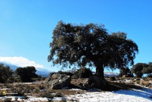 Durius Aquae: Encina