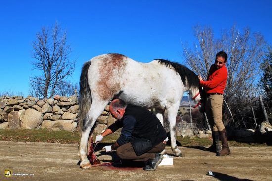 Caballo herido en el Valle de Amblés