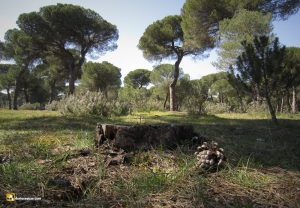 Pinar en Valladolid