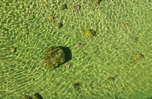 fuente de San Pelayo