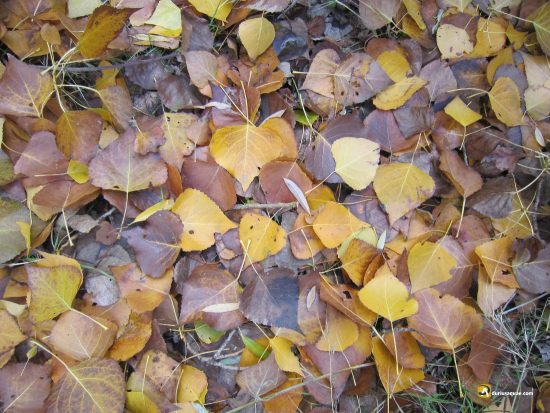 Materia efímera y colores sutiles