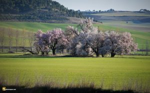 Durius Aquae, almendros en el Hornija