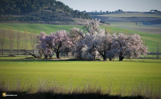 Durius Aquae, almendros en el Hornija