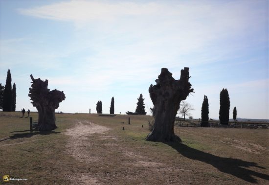 Viejas olmas en Clunia