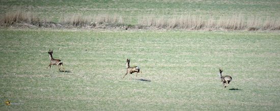 Corzos junto al río Arandilla