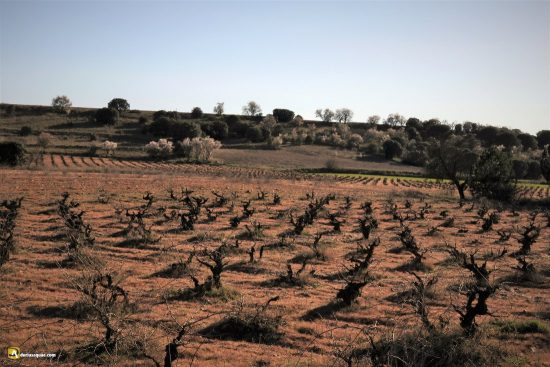 Majuelos en San Román de Hornija