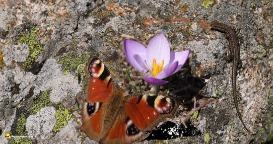 Entrada crocus y mariposas