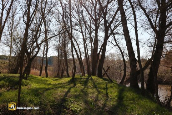 El Duero por Peñafiel