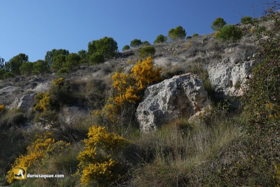 Genista por Bocos de duero