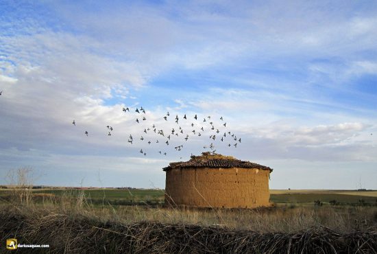 Durius Aquae: Palomar en Pozuelos del Rey