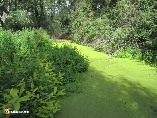 Balsa en el Berrocal
