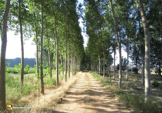 Camino rodeado de álamos