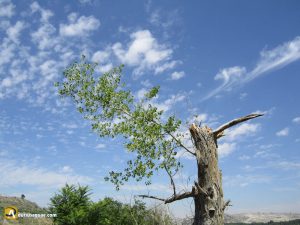 Durius Aquae, chopo partido