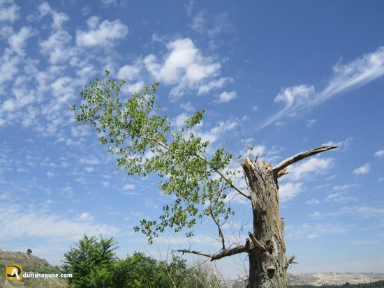 Durius Aquae, chopo partido