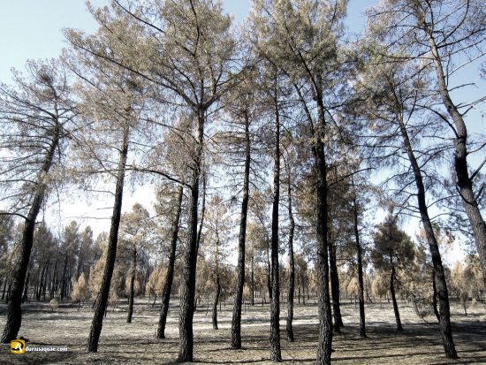 Restos de incendio forestal en Cobos de Fuentidueña