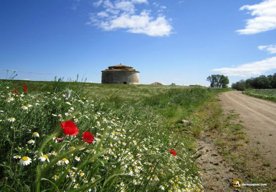 Palomar en Belmonte de Campos, Palencia