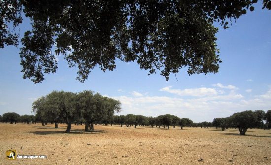 Cantalpino, Salamanca
