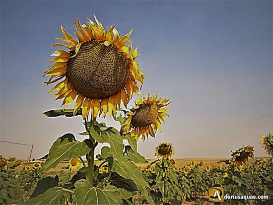 DuriusAquae :Girasol maduro