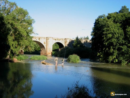 Durius Aquae: madurgada de pesca cerca del puente de Olivares