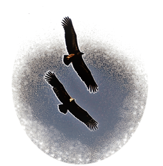 Durius Aquae: buitres