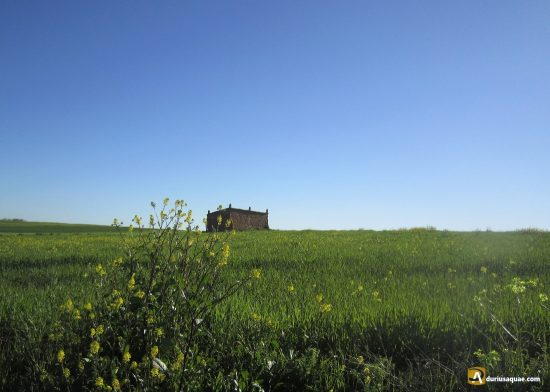 Palomar en Valdunquillo