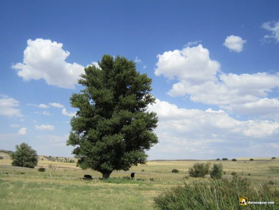 Río Guareña, Torrecilla de la Orden, Valladolid