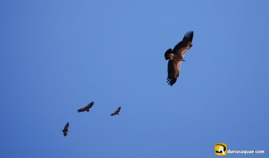 Durius Aquae: cuatro buitres en las hoces del duratón