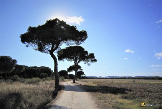 Pinos en Puenteduero, Valladolid