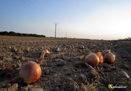 Campos de cebollas en las cercanías de Aniago