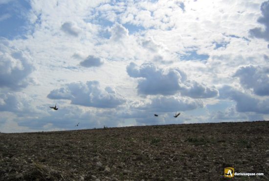 Levantando una bandada de perdices