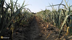 Cultivos en Valladolid