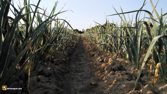 Cultivos en Valladolid