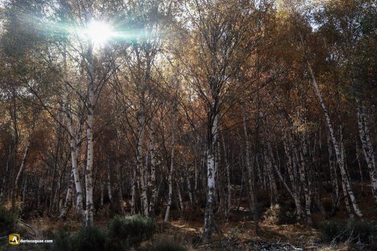 Abedular en el valle alto del Omaña