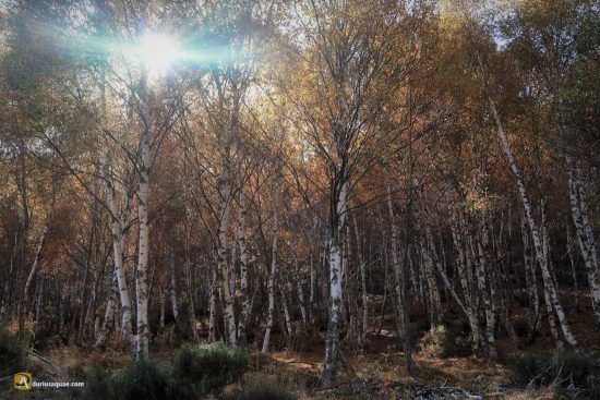 Abedular en Murias de Paredes, León