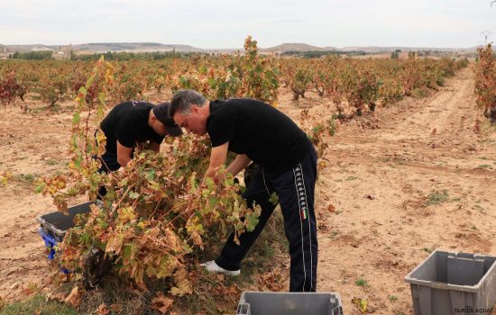Bodega Malacuera. Vendimia del 2017