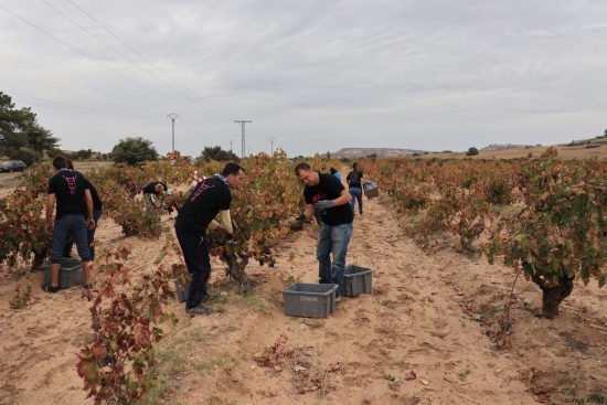 Bodega Malacuera. Vendimia del 2017