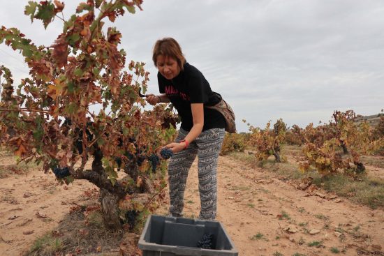 Bodega Malacuera. Vendimia del 2017