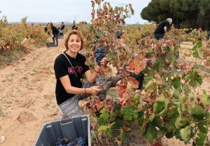 Bodega Malacuera. Vendimia del 2017