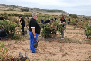 Bodega Malacuera. Vendimia del 2017