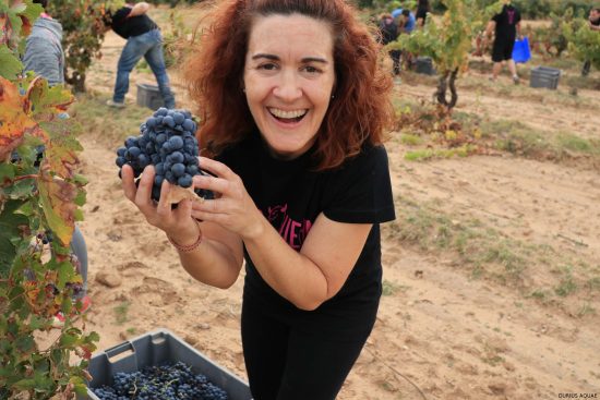 Bodega Malacuera. Vendimia del 2017